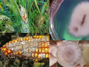 আমেরিকা কে ধ্বংসের ছক? যুক্তরাষ্ট্রের জীবাণু ঢুকিয়ে দিল চীন