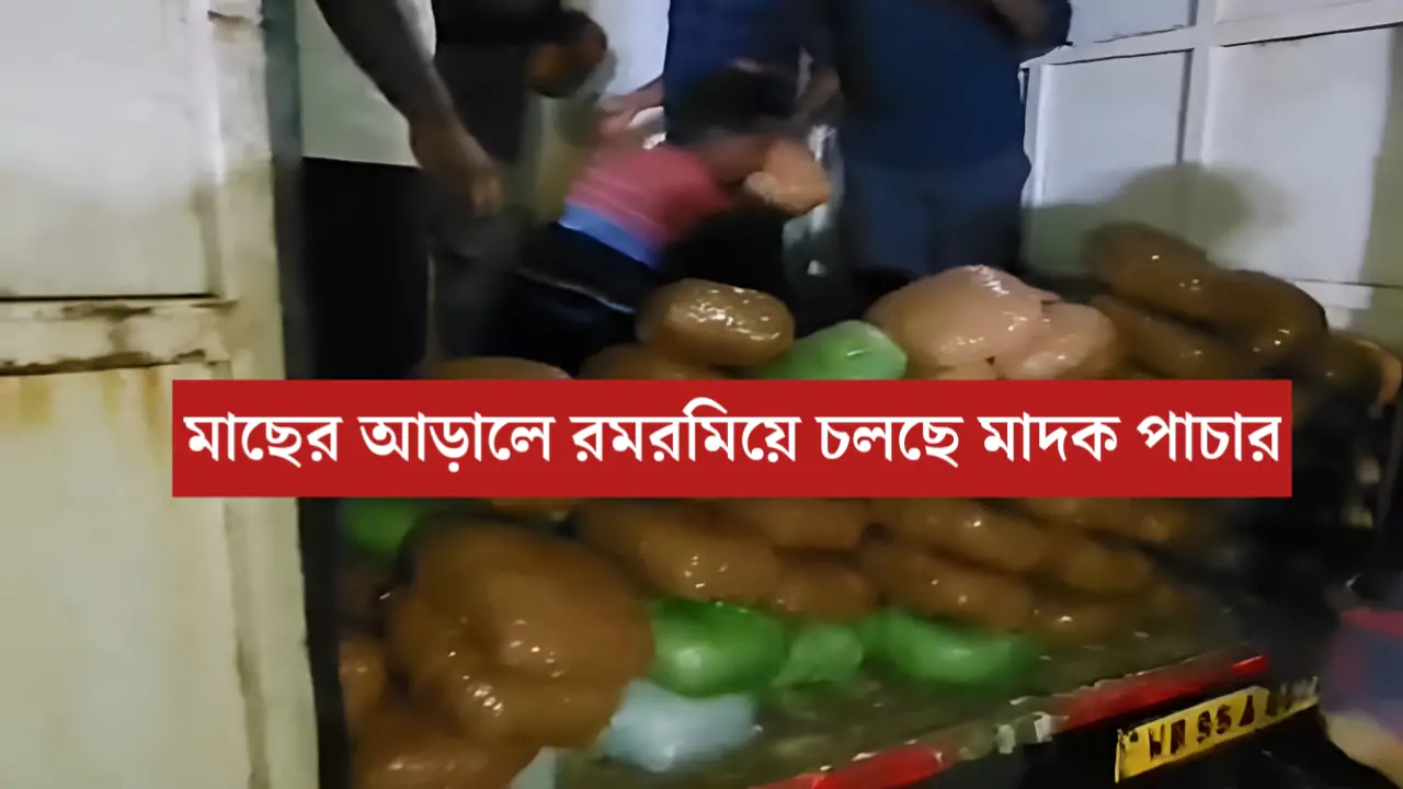 মাছের আড়ালে মাদকের পাহাড়! পুলিশের সফল অভিযানে থমকে গেল বিশাল পাচার চক্র