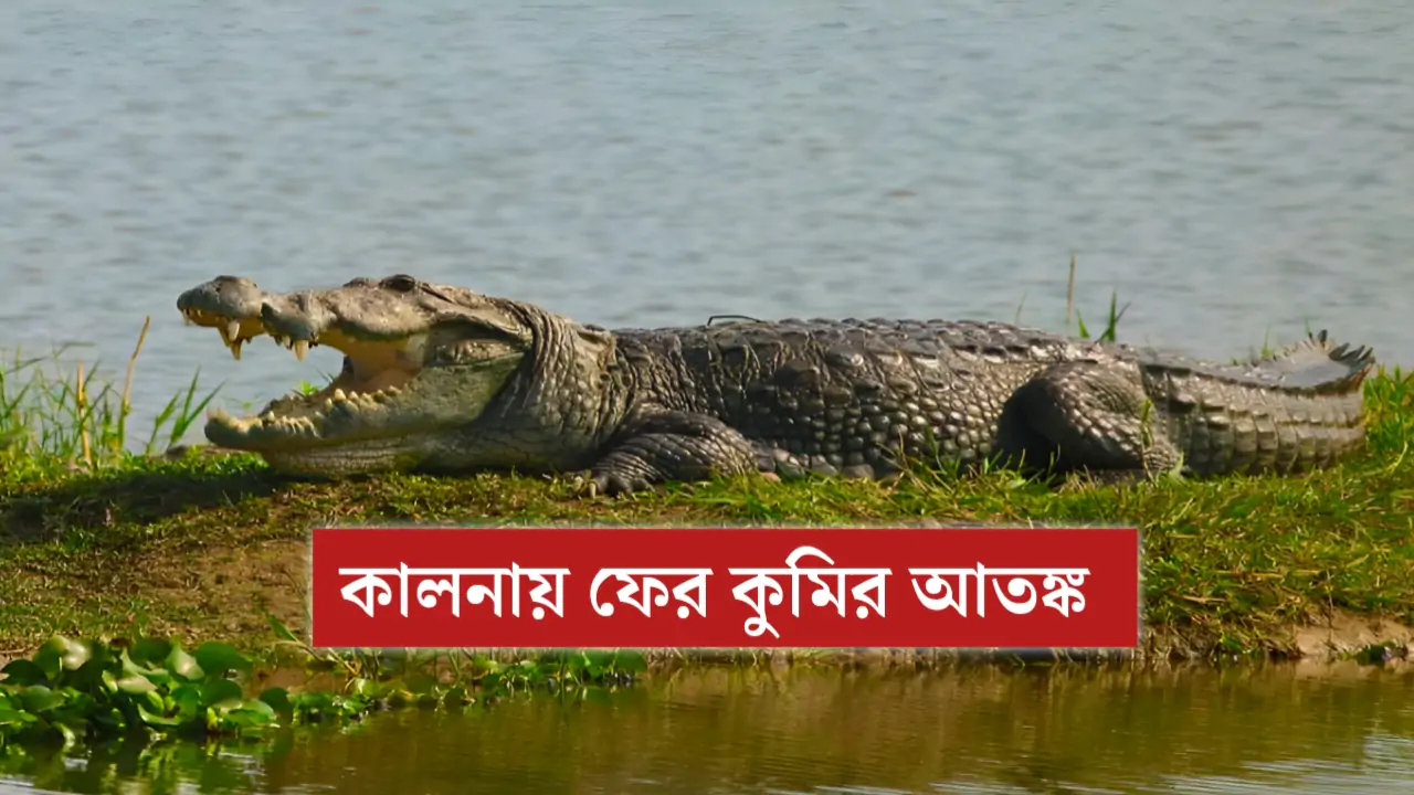 ‘ফের কুমির!’—এক ডাকে থমকে গেল খেয়াঘাট, প্রশ্নের মুখে প্রশাসন