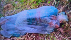 বাংলাদেশ কি তালিবান হয়ে উঠছে?— অ্যাসিড ঢেলে পলিথিনে মুড়ে রাস্তার ধারে ফেলে গেল হিন্দু মহিলার দেহ