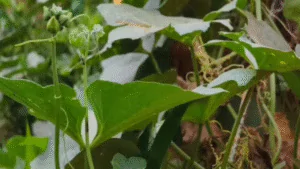 মাত্র ৬০ দিনে ৭০ হাজার টাকার লাভ! এই সবজি চাষেই বদলে যাবে আপনার ভাগ্য