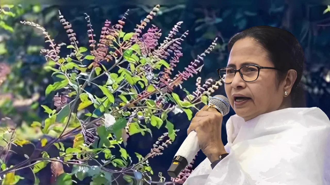 '৪০টা তুলসী গাছ আমার বাড়িতে, কিন্তু সব জায়গায় লাগানো যায় না!' বিজেপির প্রতিবাদে মমতার পাল্টা বার্তা