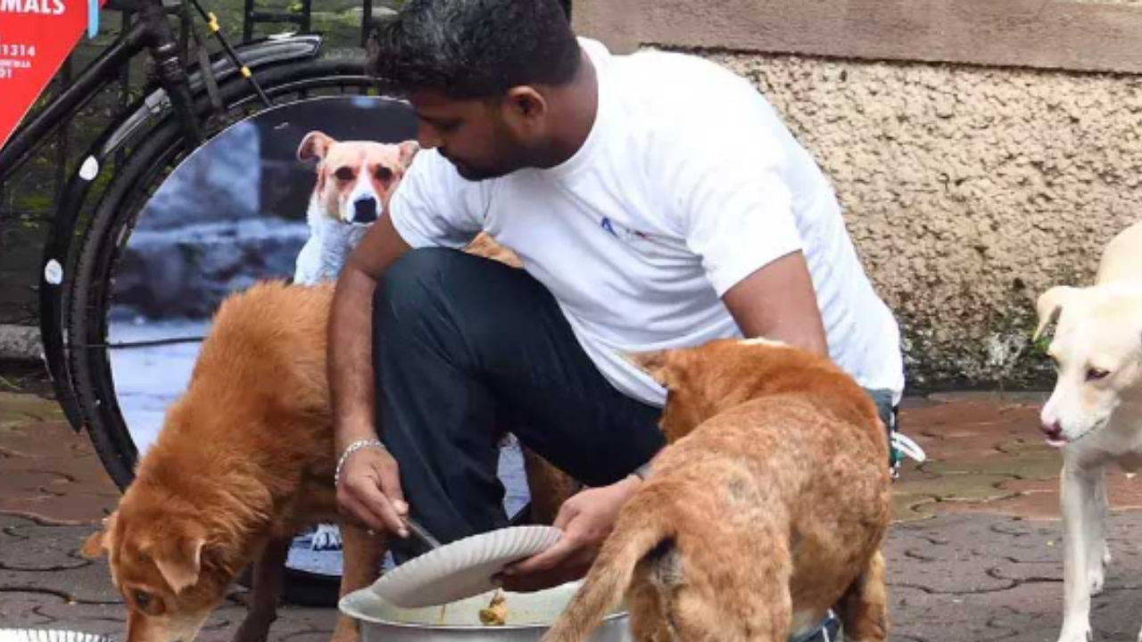 Mid Day Meal : আর শুধু পড়ুয়ারাই নয়, এবার থেকে পথ কুকুরদের মিড-ডে মিলের ব্যবস্থা করতে হবে শিক্ষকদের!